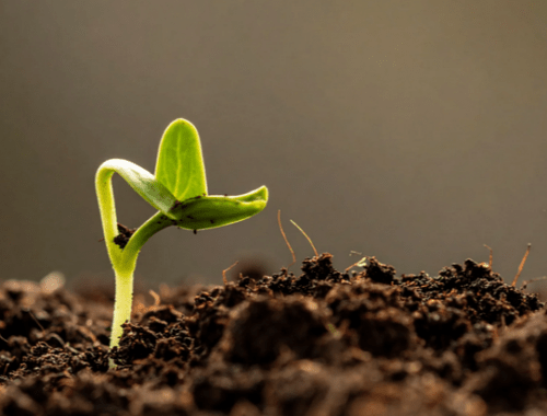 A photo of a green seedling pushing through a bed of soil.