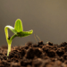 A photo of a green seedling pushing through a bed of soil.