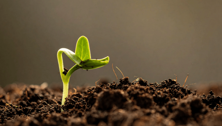 A photo of a green seedling pushing through a bed of soil.